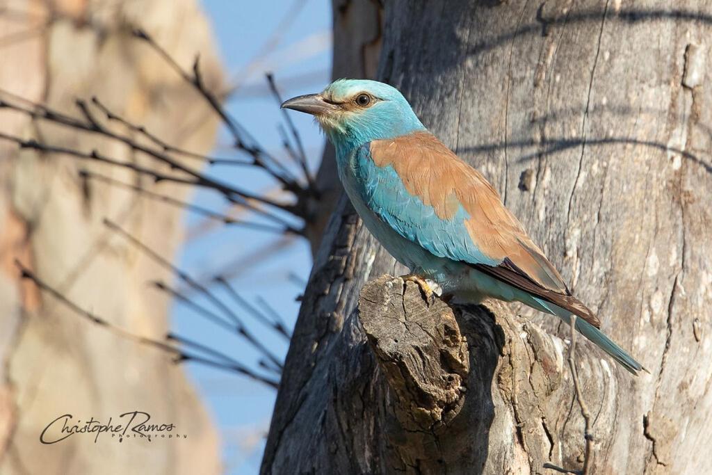 L'Oiseau Bleu Flamant Roubia Kültér fotó